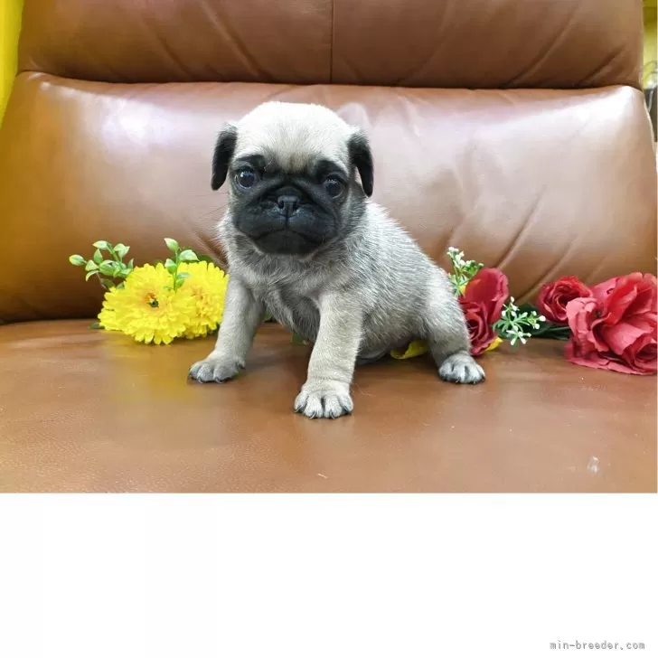 ID：2508-07760の子犬