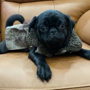 パグ【愛知県・女の子・2025年8月2日・ブラック】の写真「ブラックの美人さんです❣️🐕」