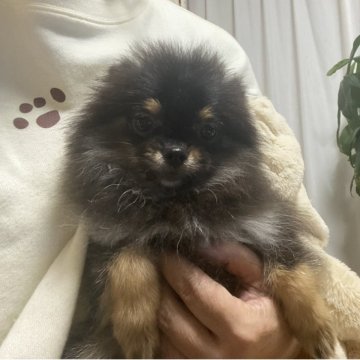 ポメラニアン【愛知県・男の子・2025年7月12日・ブラックタン】の写真「小さ目の男の子です💕性格もいいです😍🐕」
