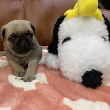 パグ【愛知県・男の子・2024年11月28日・フォーン】の写真「人懐っこいです🐶❣️」