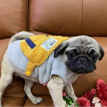 パグ【愛知県・男の子・2025年7月28日・フォーン】の写真「ムチムチで美人さんです❣️」