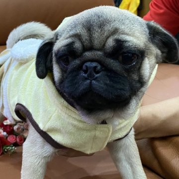 パグ【愛知県・女の子・2025年8月2日・フォーン】の写真「ぷくぷくで美人さんです❣️🐕」