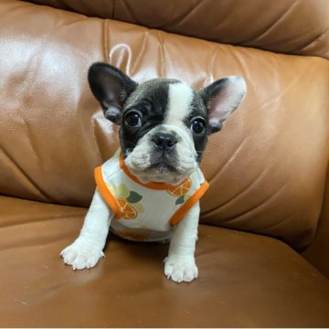 フレンチブルドッグ【愛知県・女の子・2025年10月4日・パイド】の写真「とっても可愛い女の子です🐶👧」