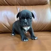 フレンチブルドッグ