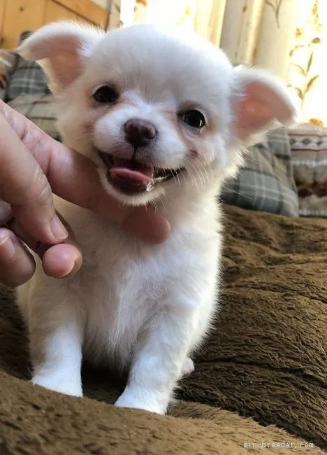 ゆみ 様のお迎えした子犬