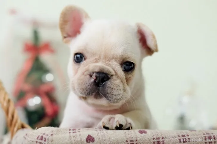 ID：1812-00407の子犬