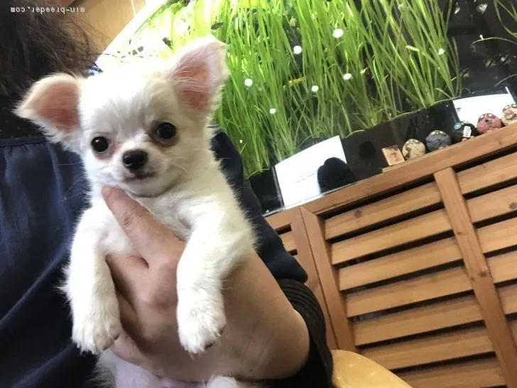 みっちょ 様のお迎えした子犬