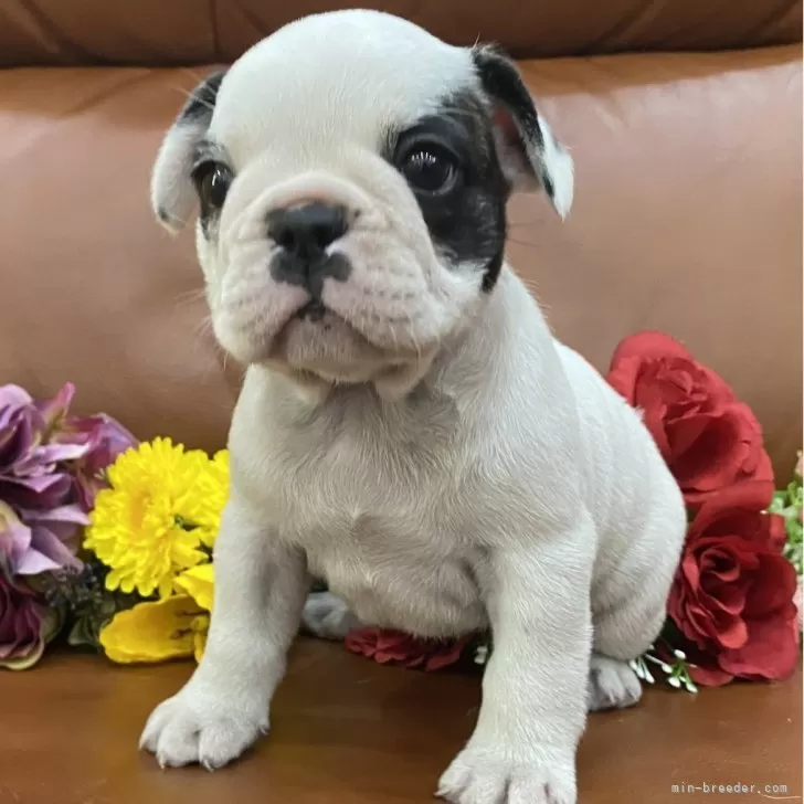 ID：2406-03898の子犬