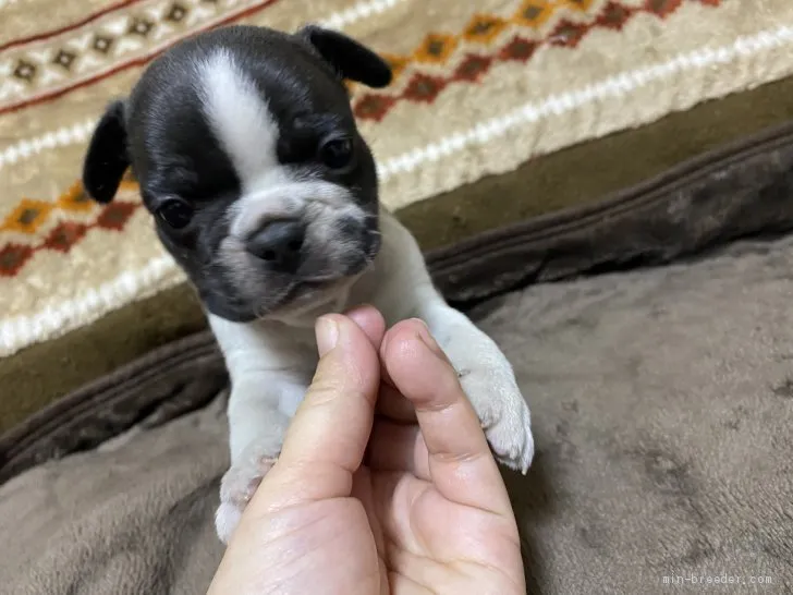 ID：2012-02402の子犬