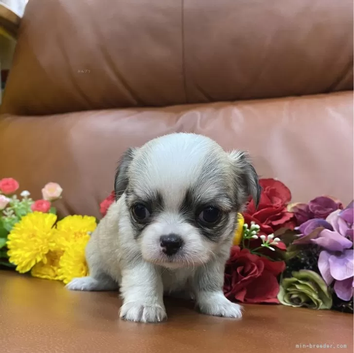 H.Y 様のお迎えした子犬
