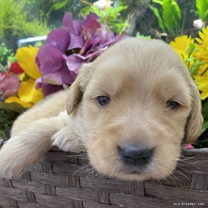 ID：2302-03859の子犬
