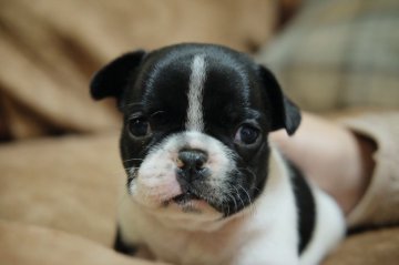 フレンチブルドッグ【愛知県・女の子・2018年11月24日・パイド】の写真「まんまるボディの可愛い女の子」