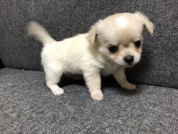 チワワ(ロング)【愛知県・男の子・2019年9月25日・クリーム】の写真「フワモコの可愛い男の子です💕」