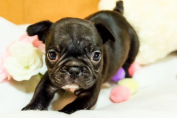 フレンチブルドッグ【愛知県・男の子・2017年11月4日・ブリンドル】の写真「頭が大きめでコンパクトな男の子」