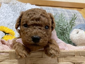 トイプードル(タイニー)【愛知県・女の子・2022年3月26日・レッド】の写真「小さめサイズの女の子です🧡」