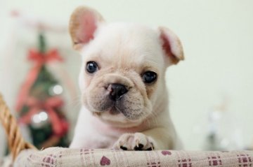 フレンチブルドッグ【愛知県・男の子・2018年10月25日・クリーム】の写真「おっとりした男の子」