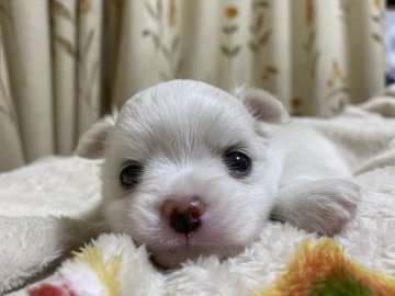 ポメチワ【愛知県・女の子・2021年1月19日・クリームホワイト】の写真「少しクリームが左右対称に入った可愛い女の子です💕」