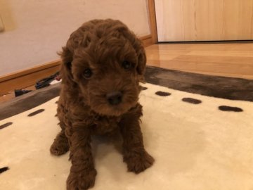 トイプードル(トイ)【愛知県・女の子・2020年3月11日・レッド】の写真「元気な女の子です💕」