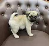 パグ【愛知県・男の子・2024年9月5日・フォーン】の写真2