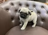 パグ【愛知県・男の子・2024年9月5日・フォーン】の写真3