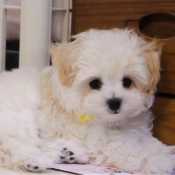 マルプー(トイプードル×マルチーズ)【福岡県・男の子・2025年1月2日・クリーム】の写真「素敵なご縁がありますように♡♡♡」