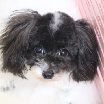 トイプードル(タイニー)【福岡県・女の子・2025年4月22日・ホワイト&ブラックパーティーカラー】の写真「素敵なご縁がありますように♡♡♡」