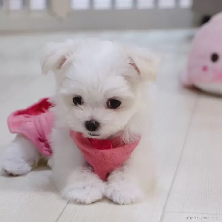 ID：2406-00947の子犬