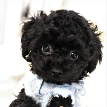 トイプードル(タイニー)【福岡県・男の子・2022年8月3日・ブラック】の写真「素敵なご縁がありますように♡♡♡」