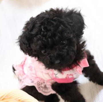 トイプードル(タイニー)【福岡県・女の子・2023年9月25日・ブラック】の写真「素敵なご縁がありますように♡♡♡」