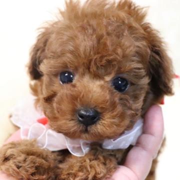 トイプードル(タイニー)【福岡県・女の子・2022年6月29日・レッド】の写真「素敵な出会いがありますように♡♡♡」