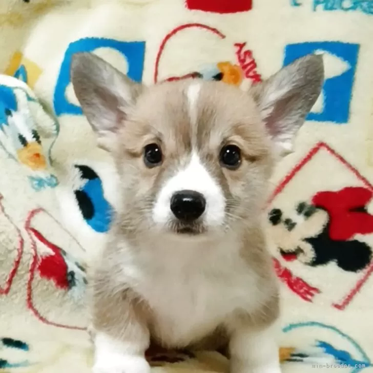 ウェルシュ・コーギー・ペンブローク【兵庫県・男の子・2025年10月4日・レッド&amp;ホワイト】の写真1