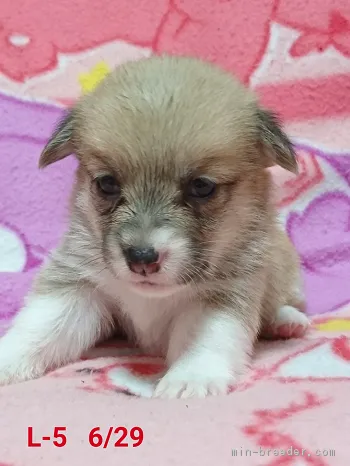 ID：1707-02579の子犬