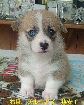 ウェルシュ・コーギー・ペンブローク【兵庫県・男の子・2018年8月24日・レッド&ホワイト】の写真「右目．ブルーアイにつき格安！」