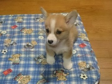 ウェルシュ・コーギー・ペンブローク【兵庫県・男の子・2015年8月28日・レッド】の写真「健康良好、歯のかみ合わせ正常、睾丸正常」