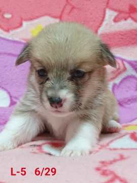 ウェルシュ・コーギー・ペンブローク【兵庫県・女の子・2017年6月4日・レッド&ホワイト】の写真「健康優良児．．歯の噛み合わせ正常」