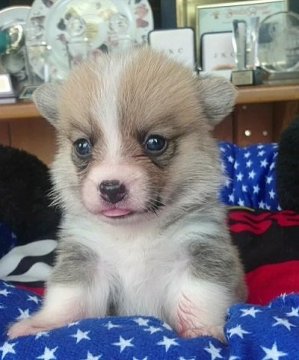 ウェルシュ・コーギー・ペンブローク【兵庫県・男の子・2018年8月20日・レッド&ホワイト】の写真「両親共に優良血統です。訓練能力高い」