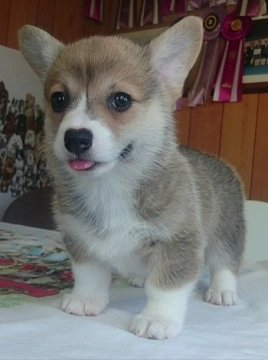 ウェルシュ・コーギー・ペンブローク【兵庫県・女の子・2018年8月24日・レッド&ホワイト】の写真「耳はもうすぐ立ってきます！」