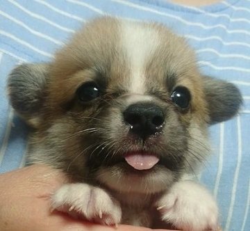 ウェルシュ・コーギー・ペンブローク【兵庫県・男の子・2018年8月20日・レッド&ホワイト】の写真「両親共に優良血統です。」