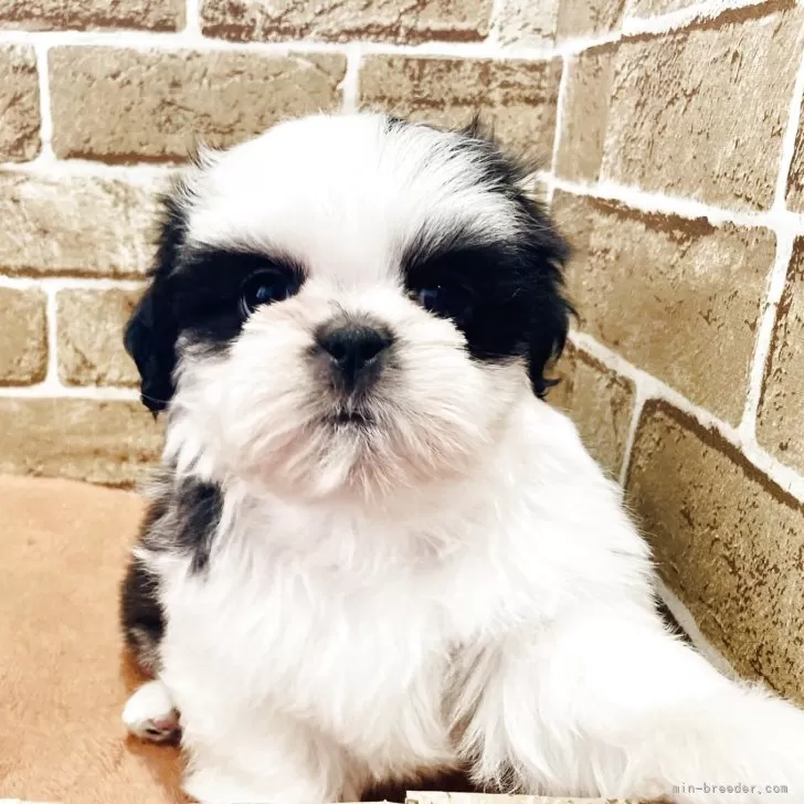 M 様のお迎えした子犬