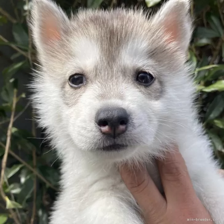 ID:2502-05479の子犬