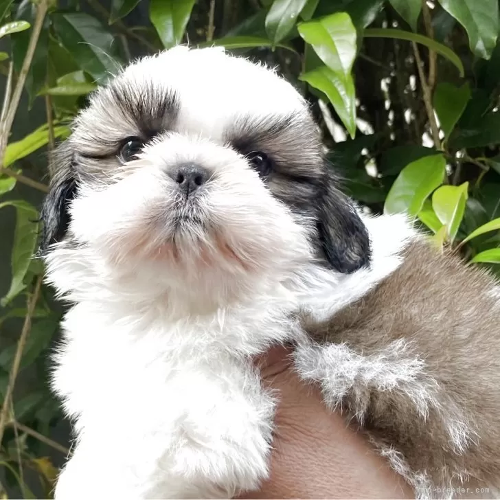 ID：2505-01282の子犬