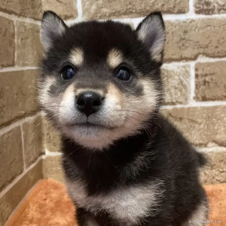 ID：2508-05528の子犬