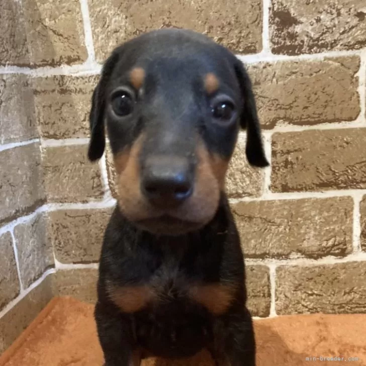 ボム 様のお迎えした子犬