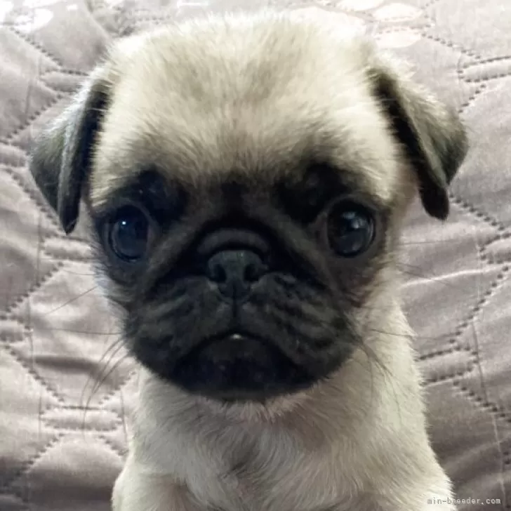 ID:2508-04617の子犬