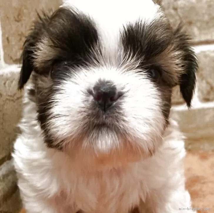 シーズー【岐阜県・女の子・2025年10月5日・ゴールド&amp;ホワイト】の写真1