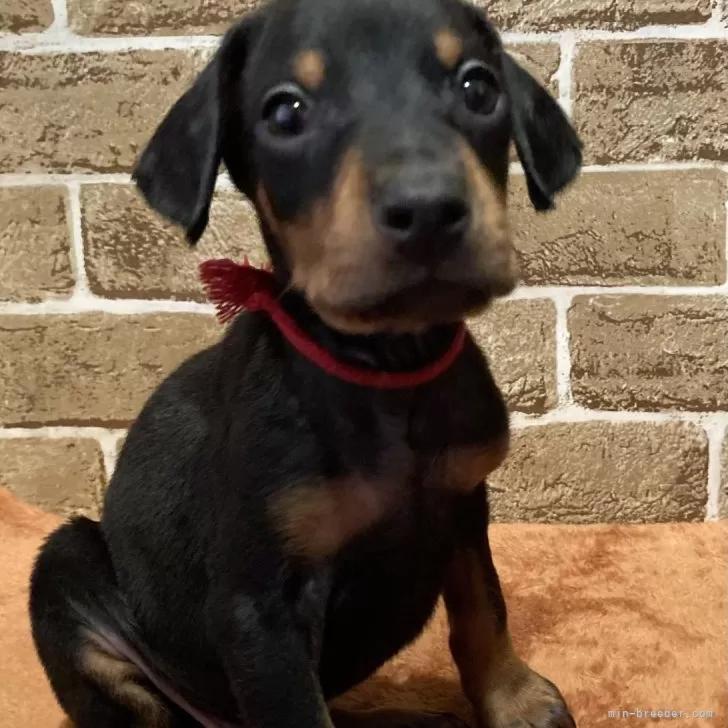 ID：2412-06695の子犬