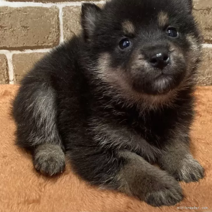 ID：2412-03496の子犬