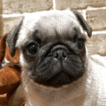 パグ【岐阜県・男の子・2025年9月10日・フォーン】の写真「💙可愛い男の子💙」