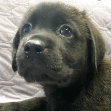 ラブラドールレトリバー【岐阜県・女の子・2025年9月4日・ブラック】の写真「可愛い🩷女の子」