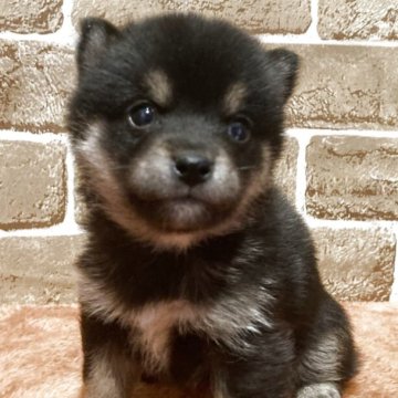 豆柴【岐阜県・女の子・2025年9月23日・黒】の写真「可愛い💕黒豆ちゃん」